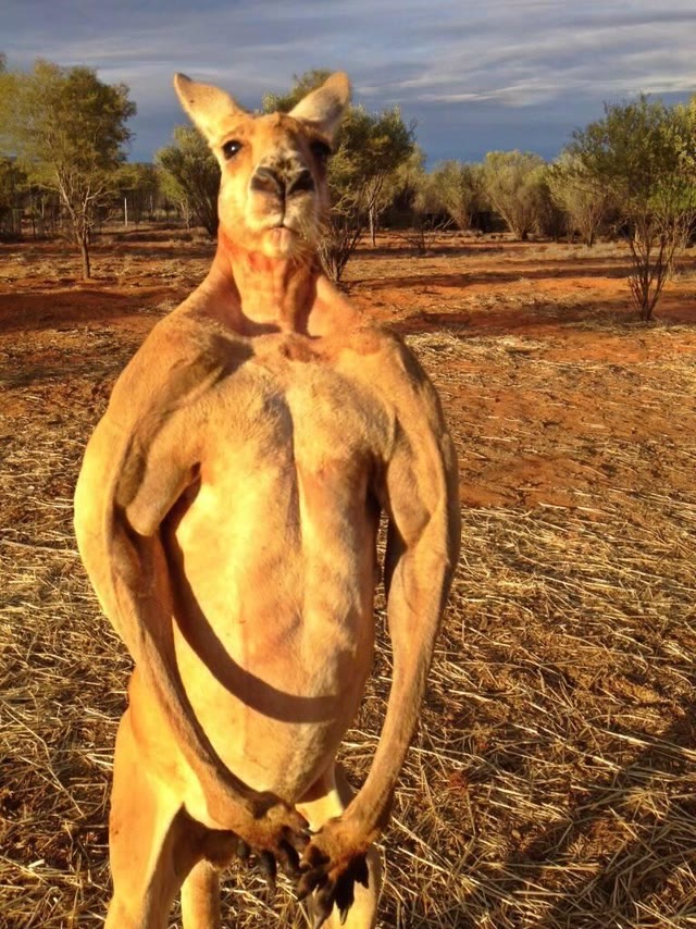 Mème « Le kangourou bodybuildé »