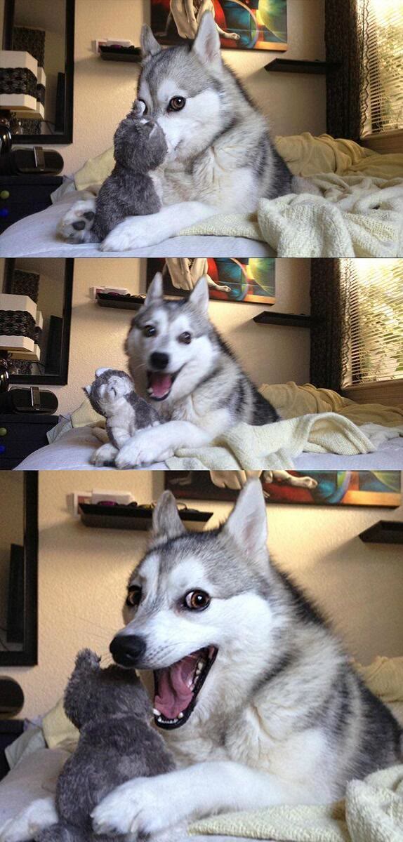 "Bad Pun Dog" meme