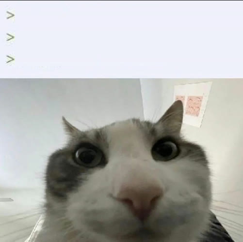 Mème « Cat Looks Inside »