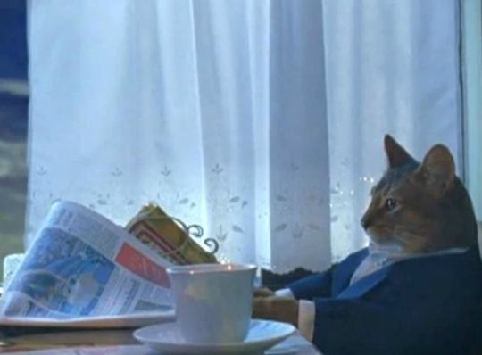 Mème « Cat Newspaper »