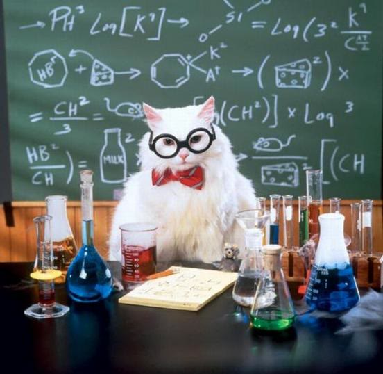 Mème « Chemistry Cat »