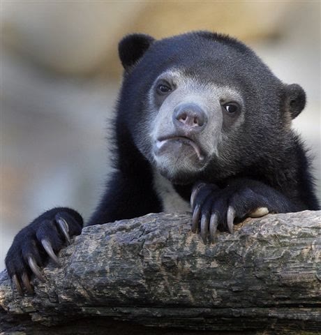 Mème « Confession Bear »
