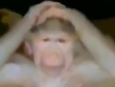 Mème « Confused Monkey »