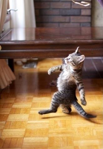 "Cool Cat Stroll" meme