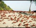 Mème « Crab Rave »