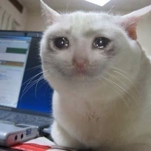 "Crying Cat" meme