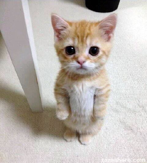 Mème « Cute Cat »