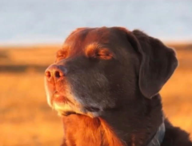 Mème « Dog Accepting Fate »