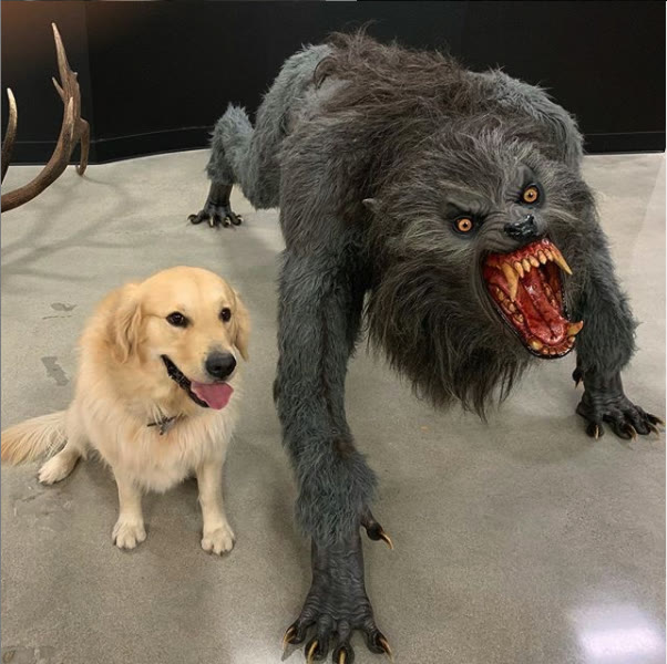 Mème « Dog vs Werewolf »