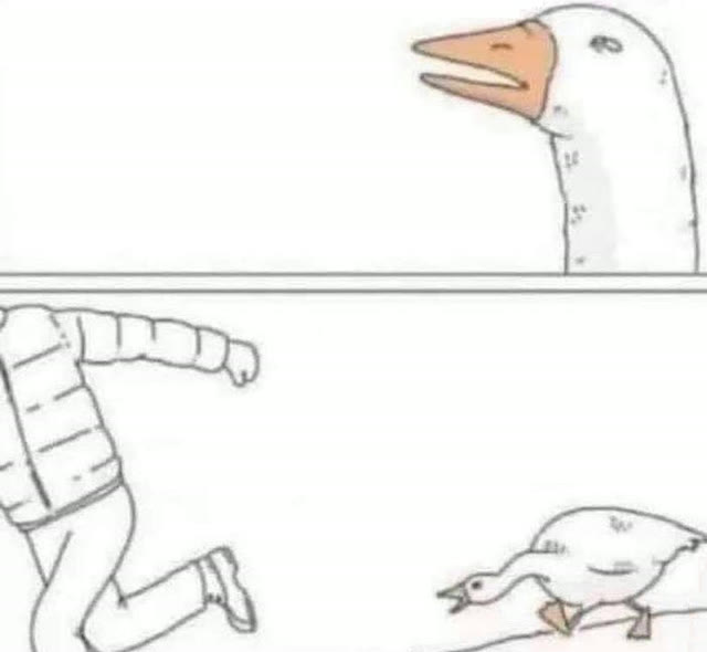 Mème « Goose Chase »