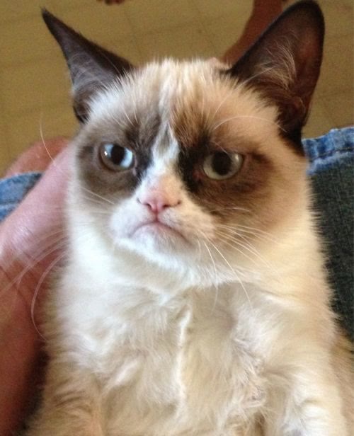 "Grumpy Cat" meme