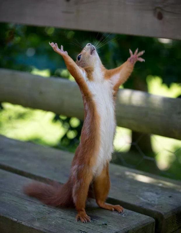 Mème « Happy Squirrel »