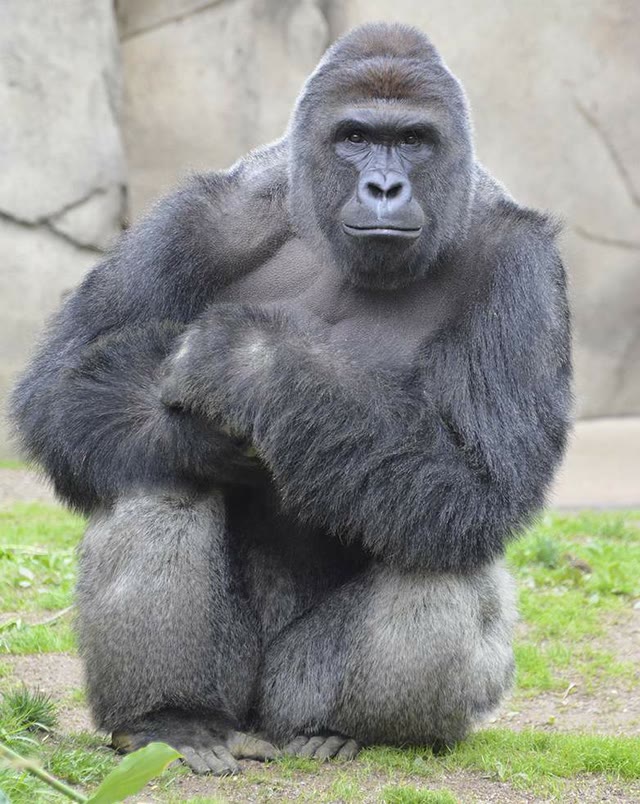 Mème « Harambe »