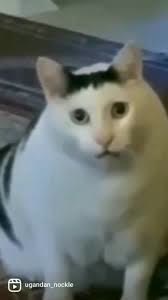 "Huh Cat" meme