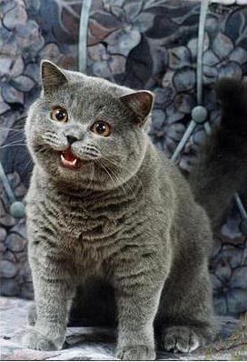 Mème « I Can Has Cheezburger Cat »