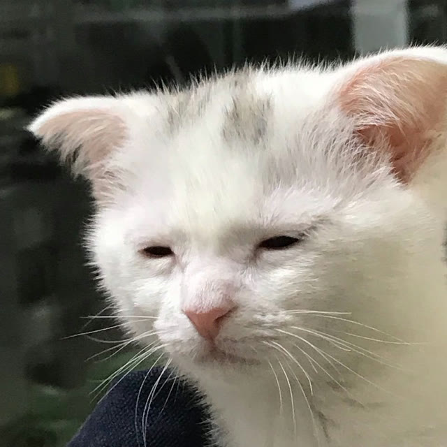 Mème « I'm Awake, but at What Cost? »