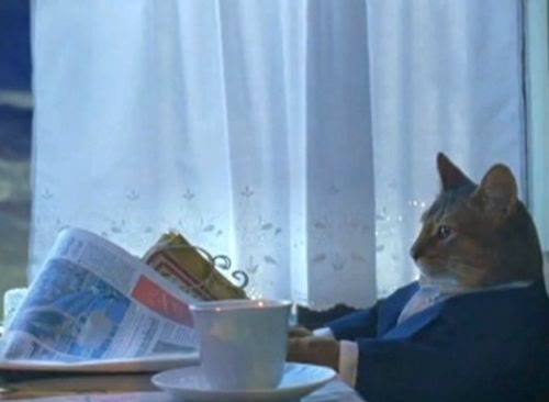 Mème « I Should Buy a Boat Cat »