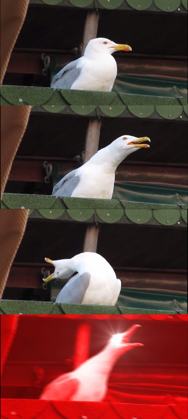 Mème « Inhaling Seagull »