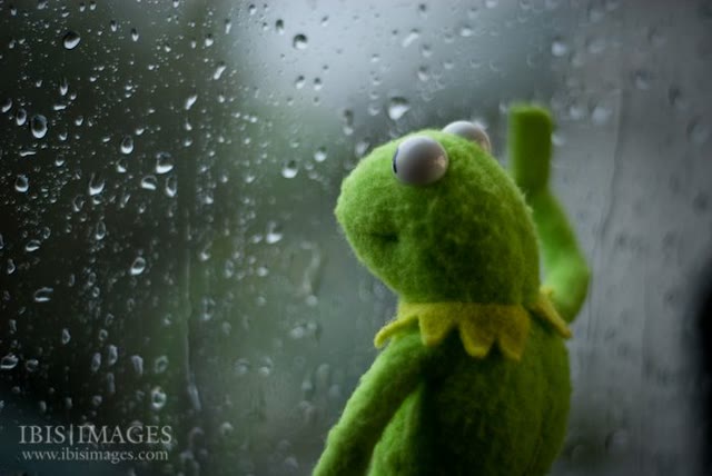 "Kermit Window" meme