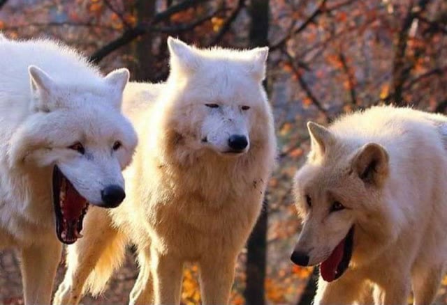 Mème « Laughing Wolf »