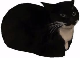 Mème « Maxwell the Cat »