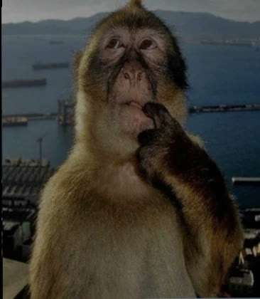 Mème « Thinking Monkey »