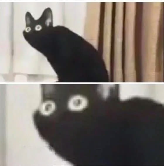 "Oh No Black Cat" meme