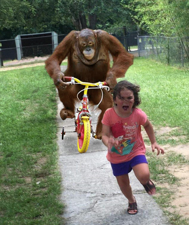 "Orangutan Chasing Girl on a Tricycle" meme