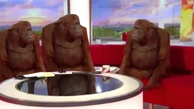 Mème « Orangutan Interview »