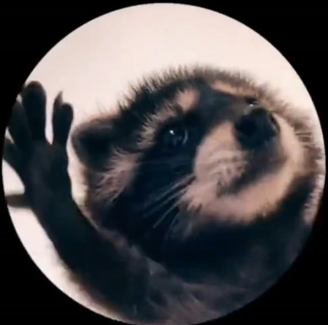 Mème « Pedro Raccoon »