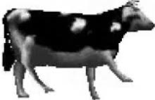 Mème « La vache polonaise »