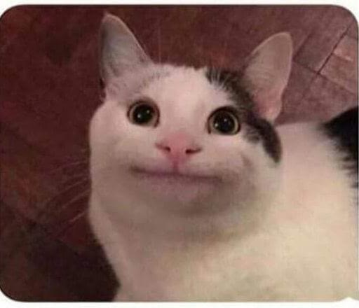 Mème « Polite Cat »