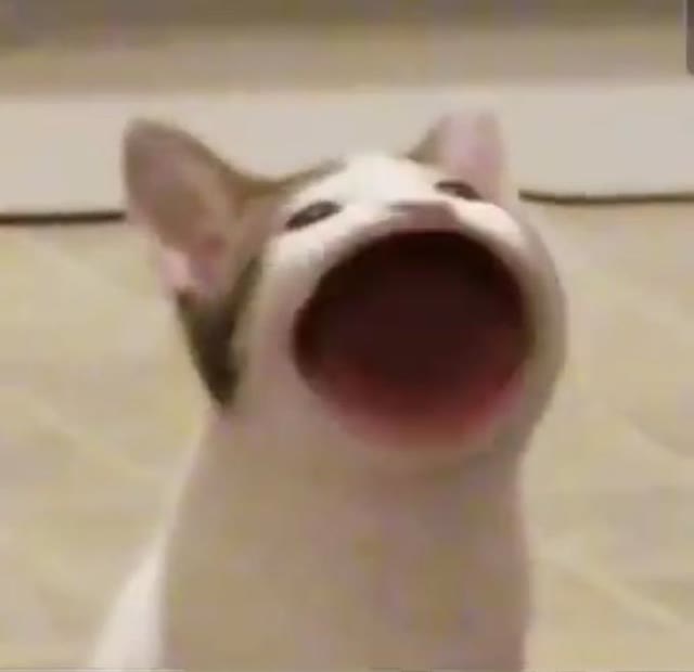 Mème « Pop Cat »