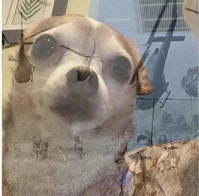 "PTSD Chihuahua" meme