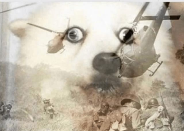 Mème « PTSD Dog »