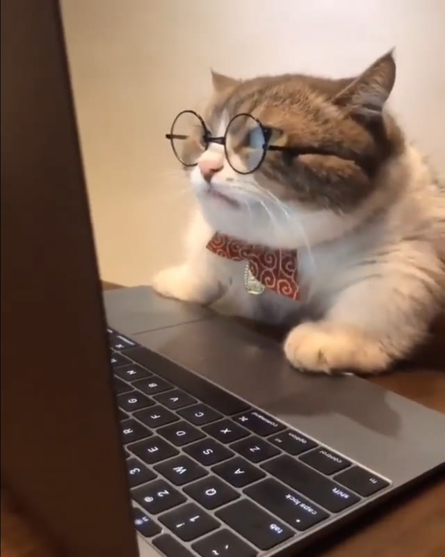 "Research Cat" meme