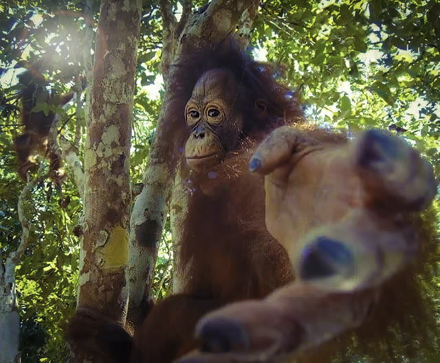 Mème « Return to Monke »