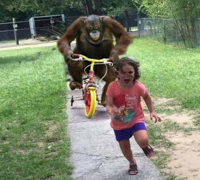 Mème « Run! »