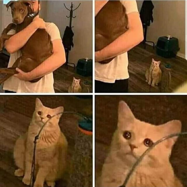 Mème « Sad Cat Holding Dog »