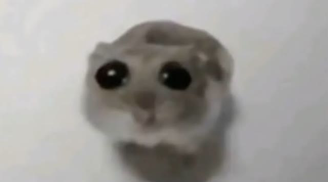 "Sad Hamster" meme