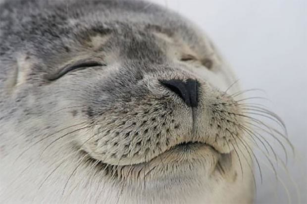 "Satisfied Seal" meme