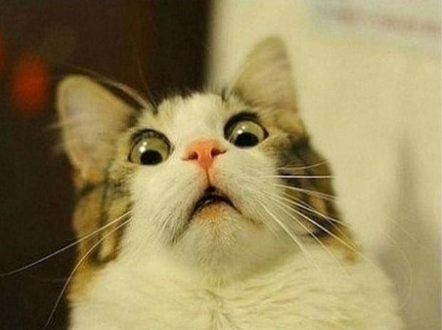 "Scared Cat" meme