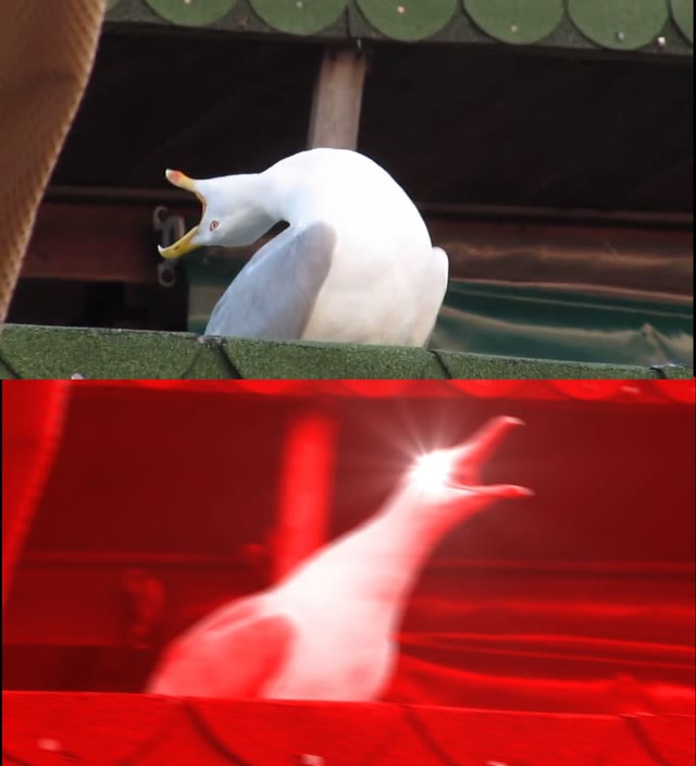 Mème « Screaming Bird »