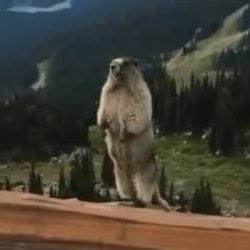 Mème « Screaming Gopher »