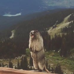 "Screaming Marmot" meme