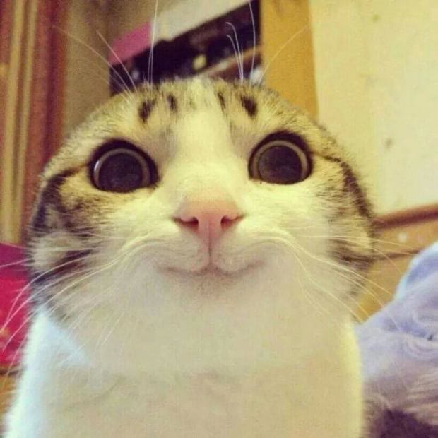 Mème « Smiling Cat »