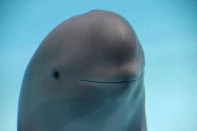 "Smiling Dolphin" meme