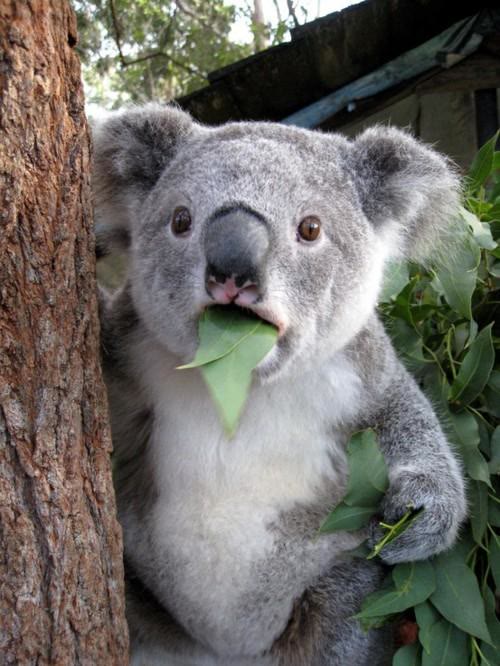 Mème « Surprised Koala »