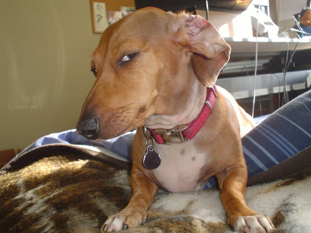 "Suspicious Dog" meme