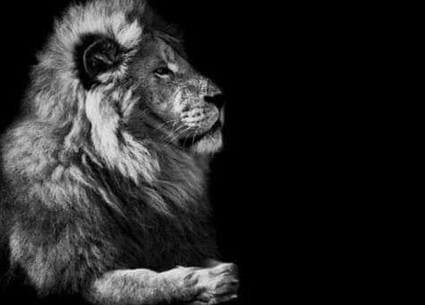 Mème « The Lion.. »